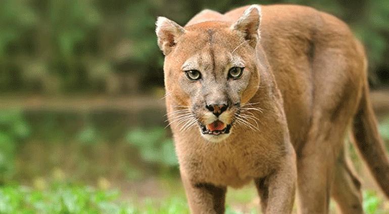 Puma Hewan Endemik yang Berasal Dari Amerika